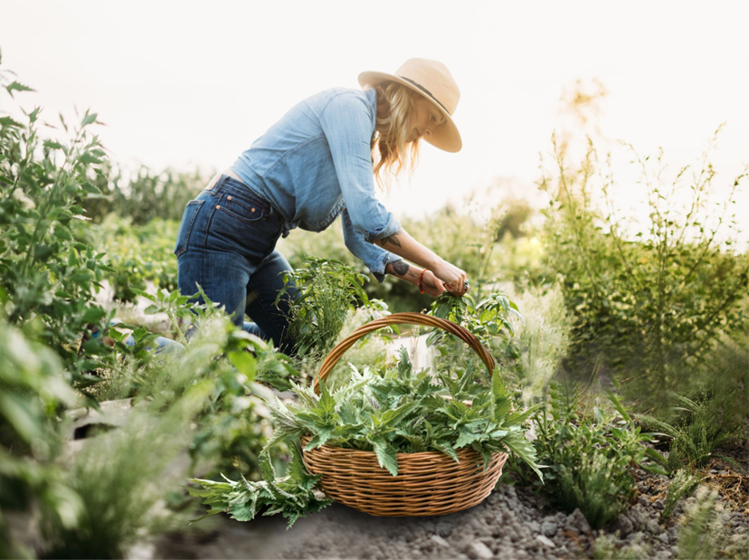 plant-collecting